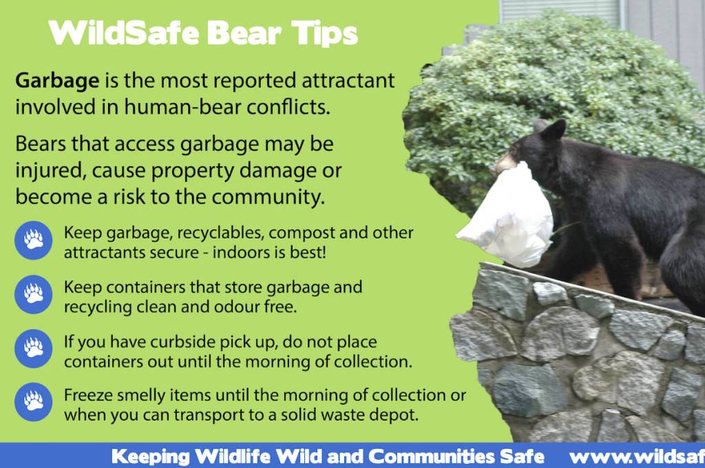 WildSafeBC is increasing its education efforts as Ucluelet continues to struggle with attractant management with more bears being killed than any other community in B.C. (Image from WildSafeBC Pacific Rim)