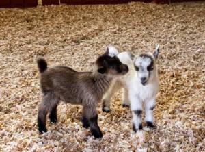 Beacon Hill Children&rsquo;s Farm welcomed seven baby goats ahead of their season opening on March 12. Manager Claudia Laube said the new members will be ready for the visitors. (Nishadini Fonseka/Victoria News)